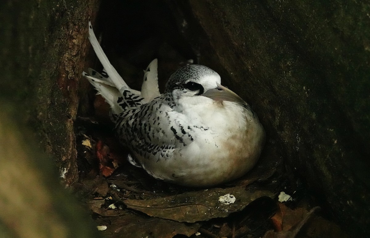 White-tailed Tropicbird - ML624022807