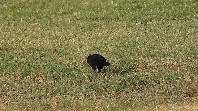 Great-tailed Grackle - ML624022811