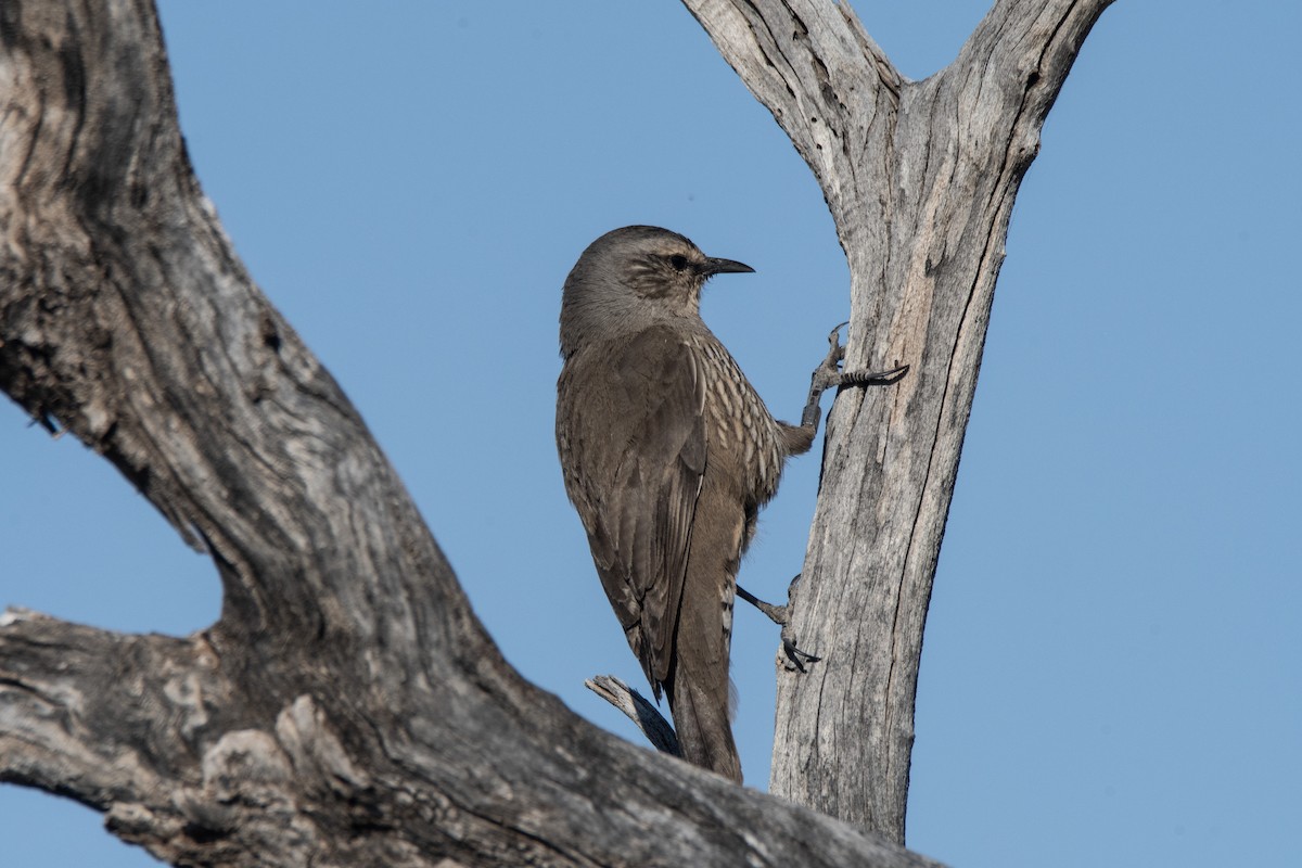 Brown Treecreeper - ML624022812