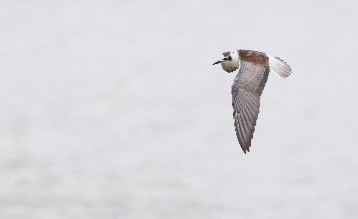 White-winged Tern - ML624022813