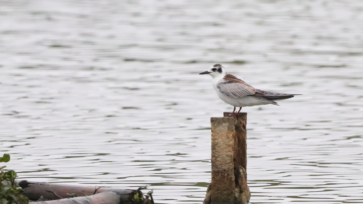 White-winged Tern - ML624022818