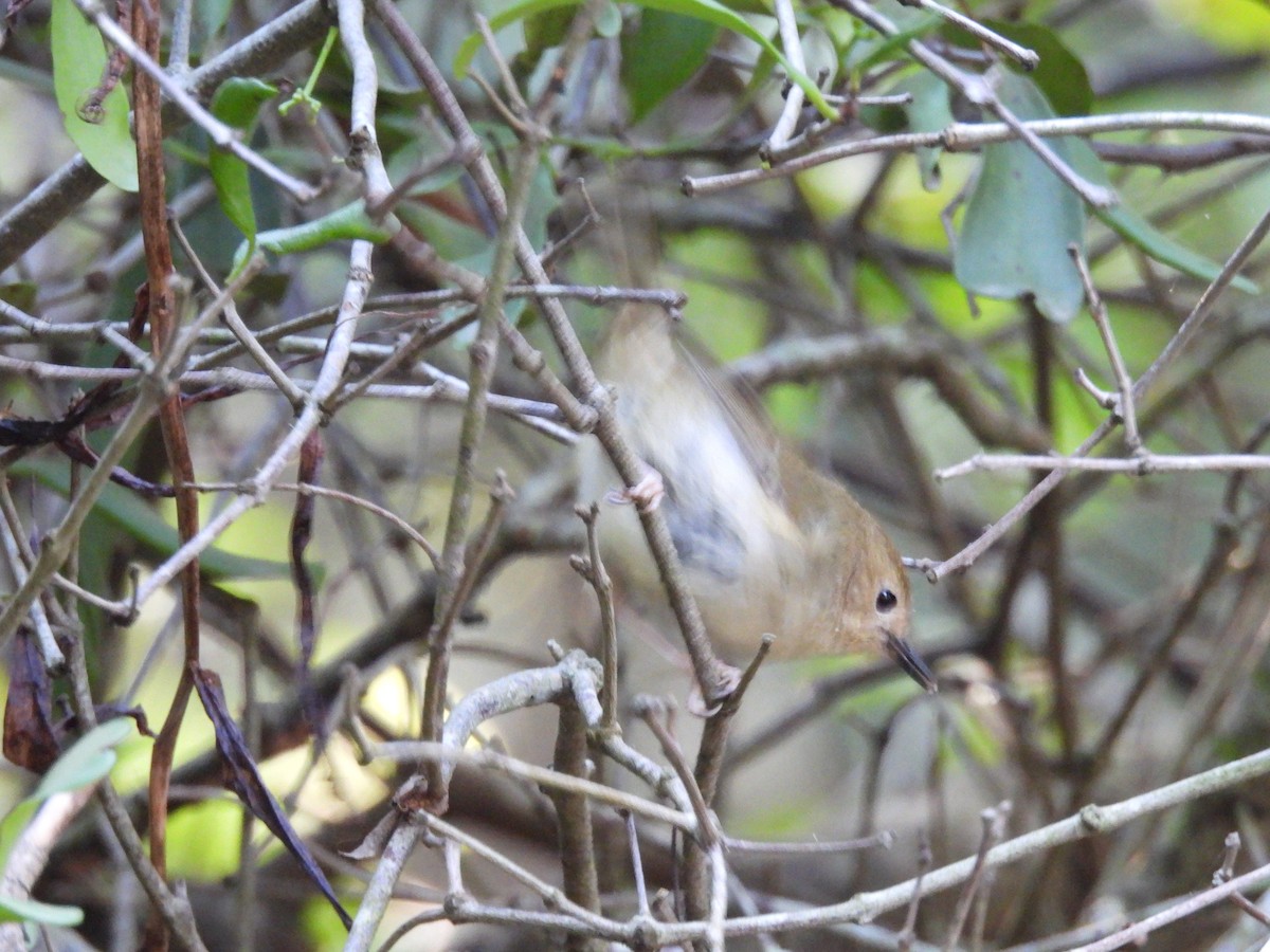 Large-billed Scrubwren - Maylene McLeod