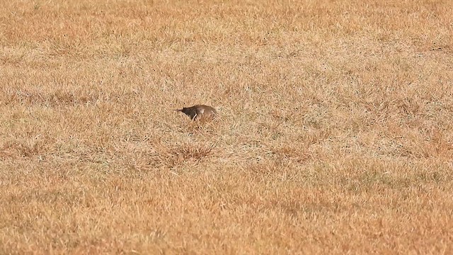 Mourning Dove - ML624022825