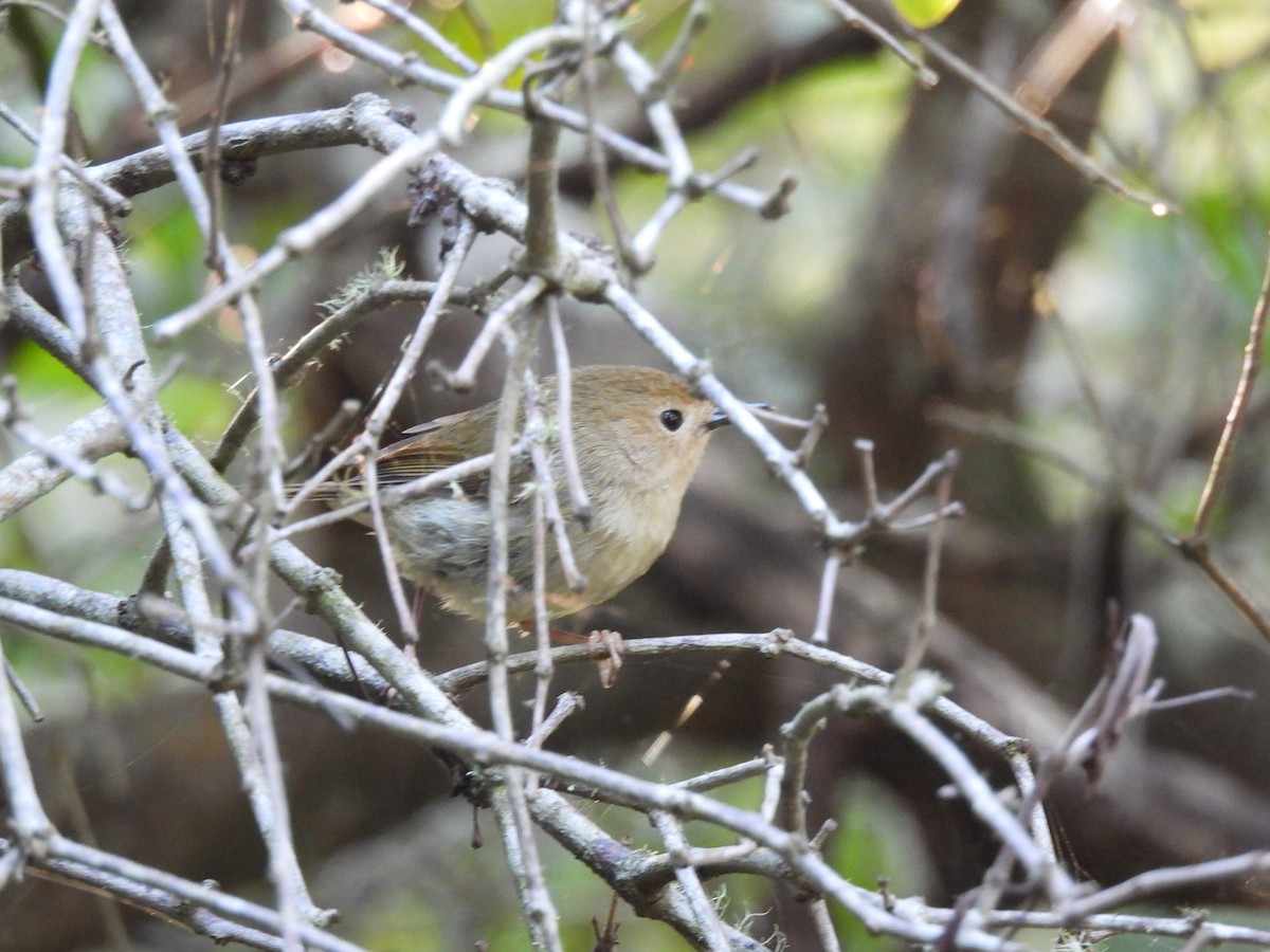 Large-billed Scrubwren - ML624022827