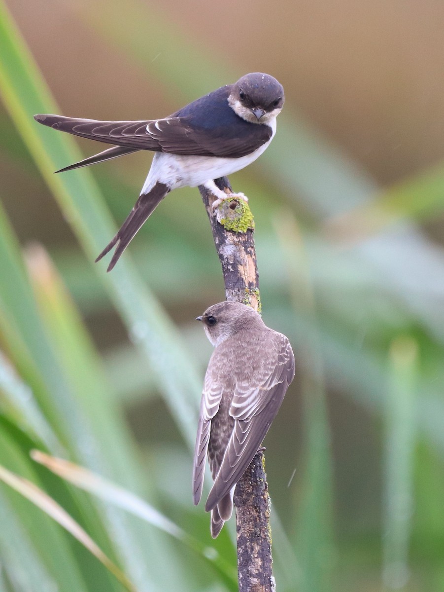 Western House-Martin - ML624022833