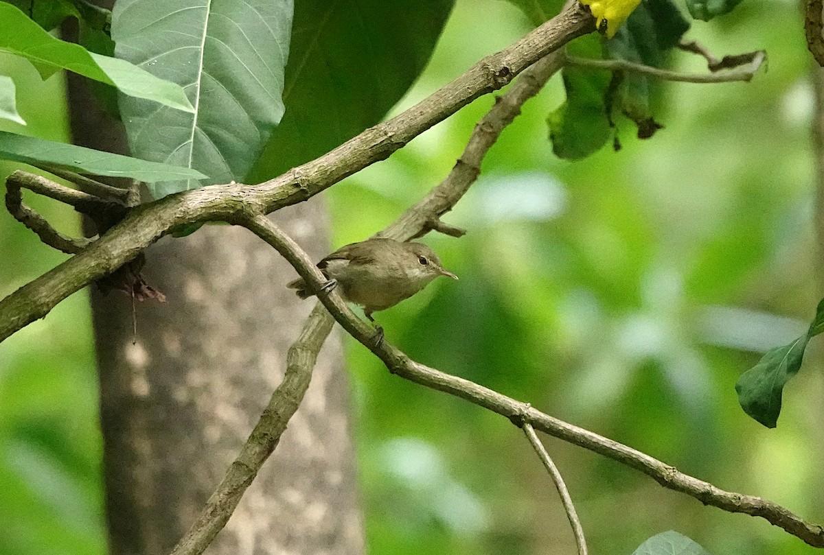 Seychelles Warbler - Alex Jones