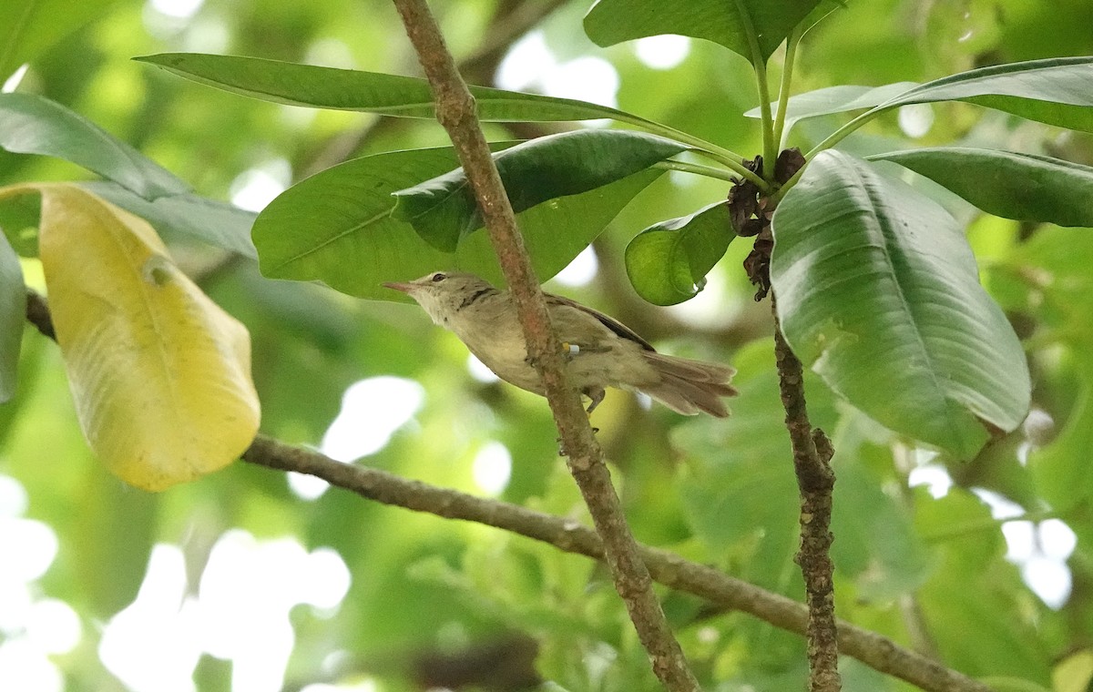 Seychelles Warbler - ML624022835