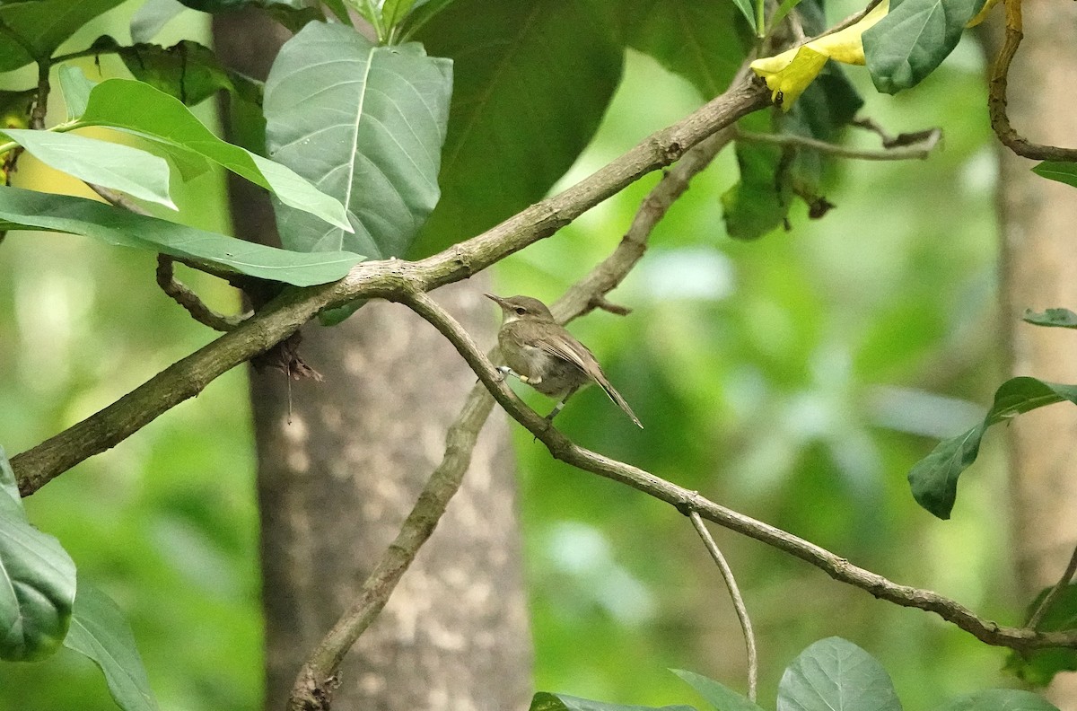 Seychelles Warbler - ML624022836