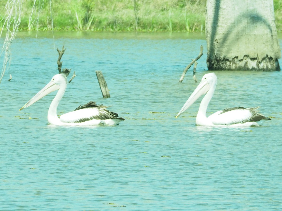 Australian Pelican - ML624022846