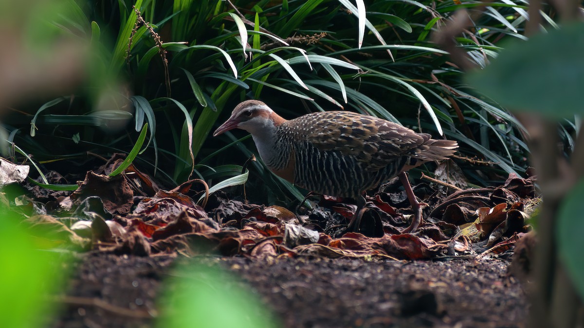 Buff-banded Rail - ML624022848