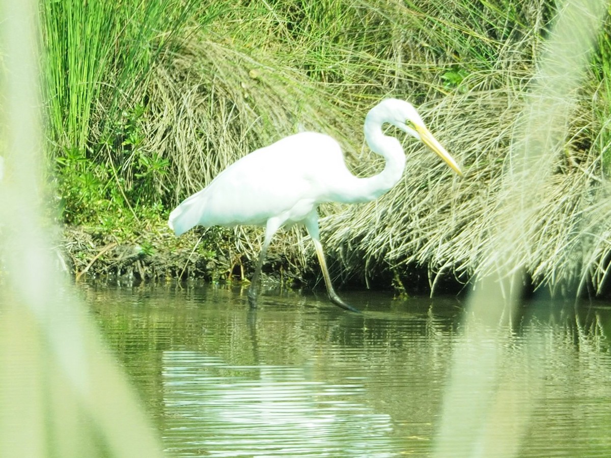 Great Egret - ML624022853