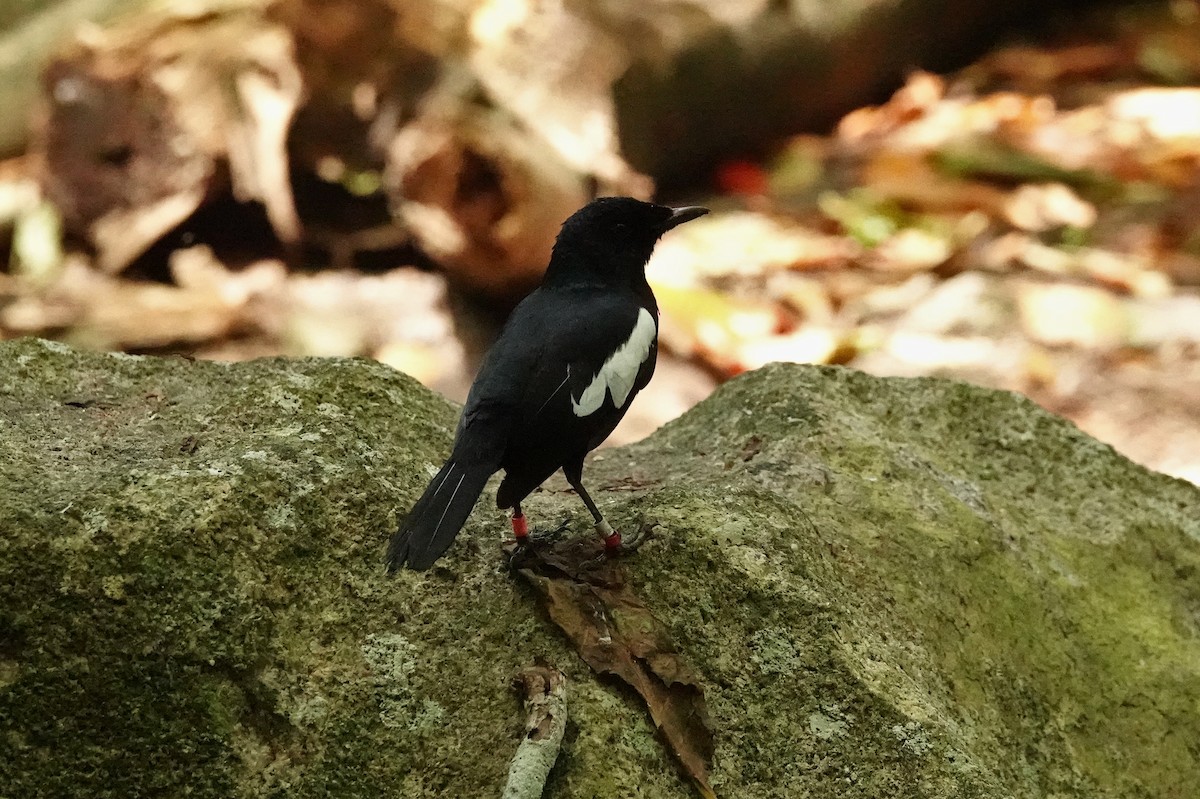 Seychelles Magpie-Robin - ML624022858