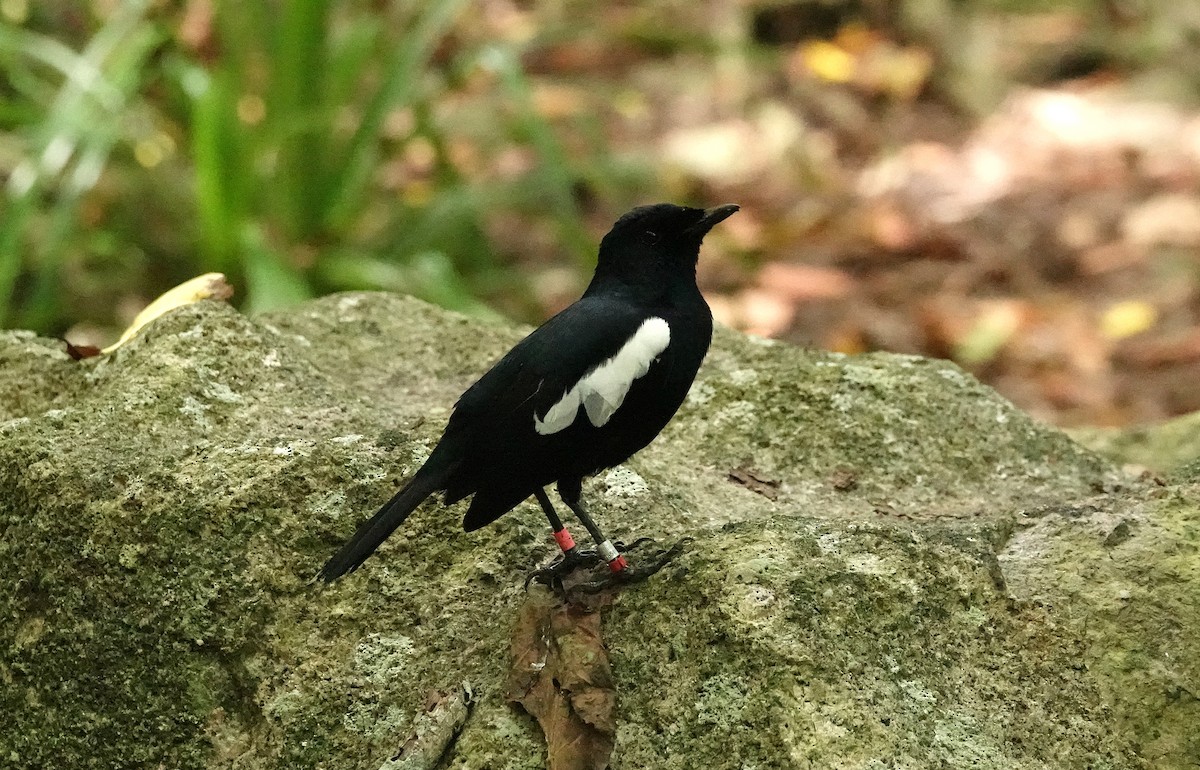 Seychelles Magpie-Robin - ML624022859