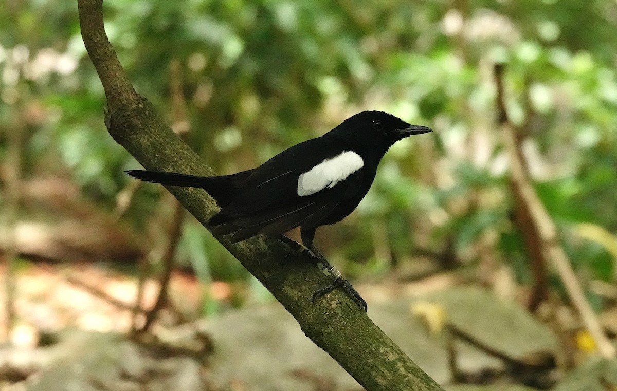 Seychelles Magpie-Robin - ML624022860