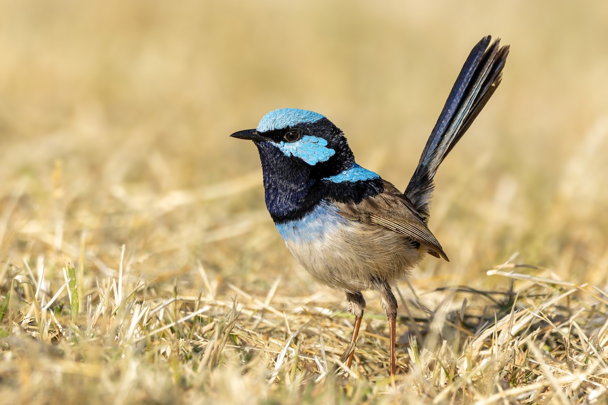 Superb Fairywren - ML624022861