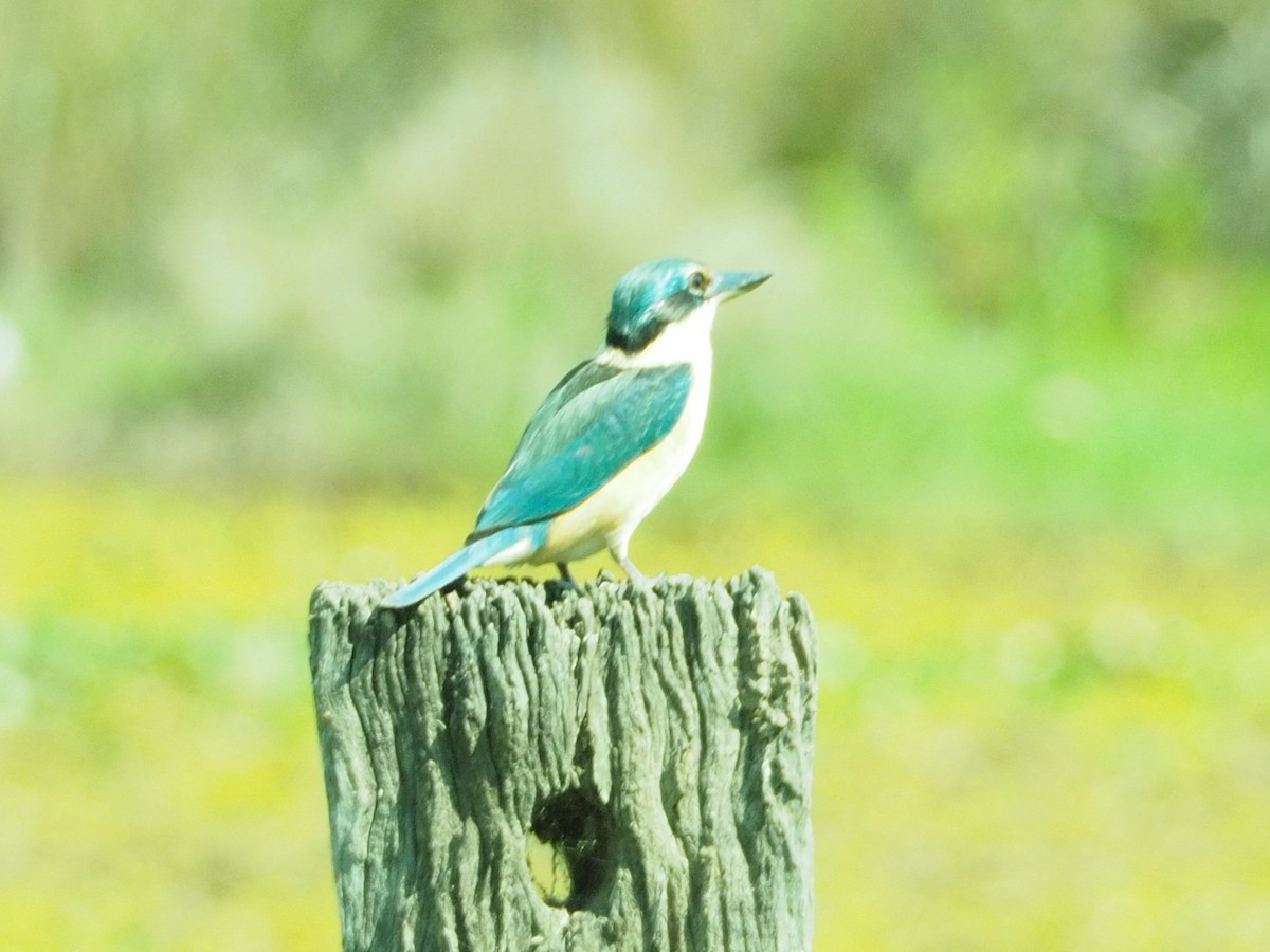 Sacred Kingfisher - ML624022862