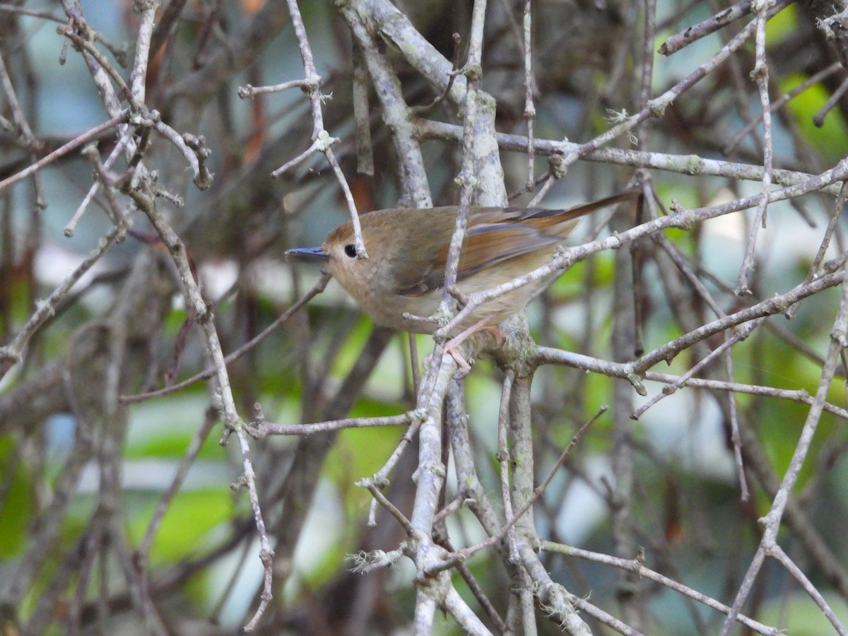 Large-billed Scrubwren - Maylene McLeod