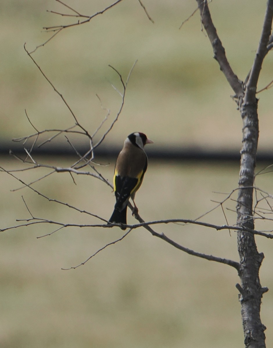 European Goldfinch - ML624022869