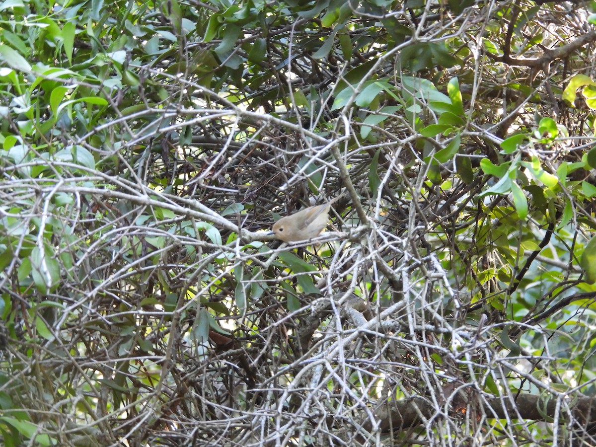 Large-billed Scrubwren - Maylene McLeod