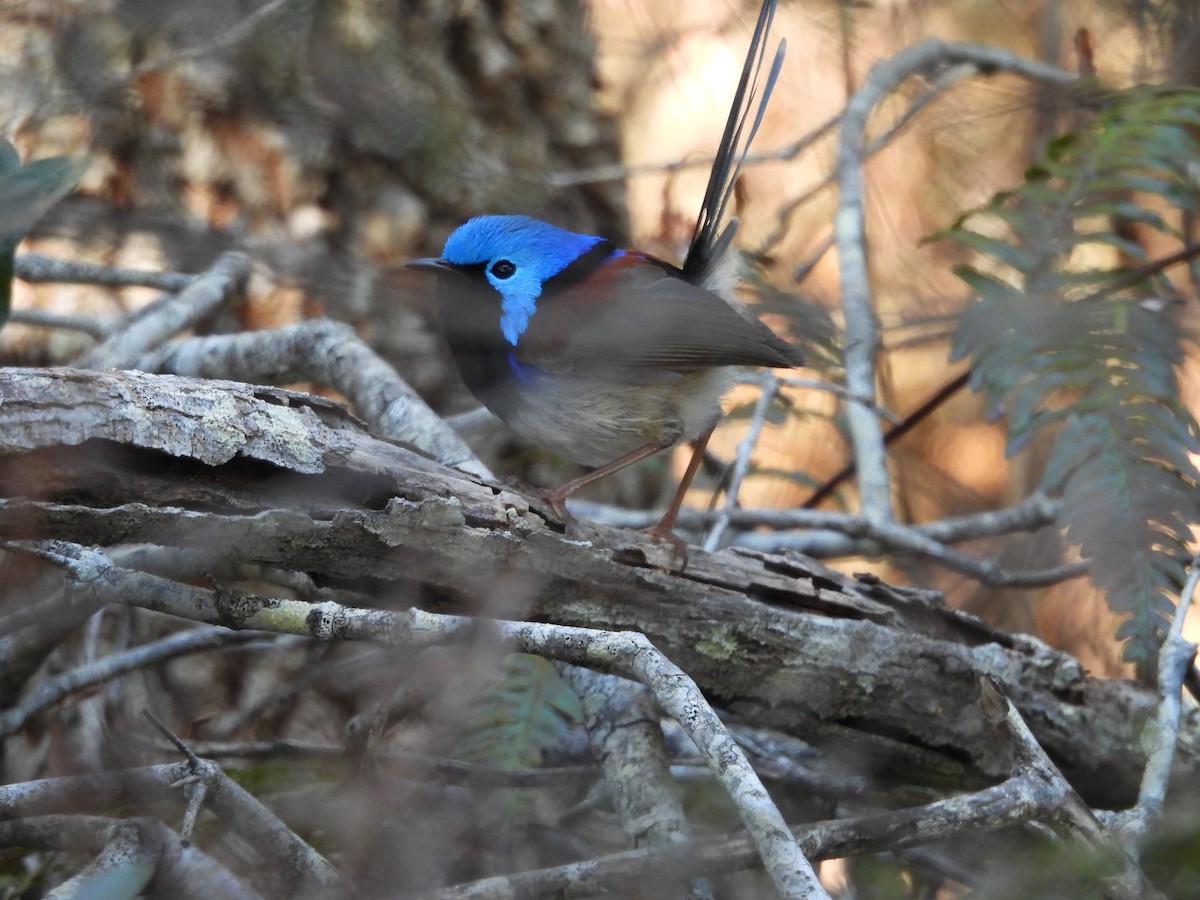 Variegated Fairywren - ML624022891