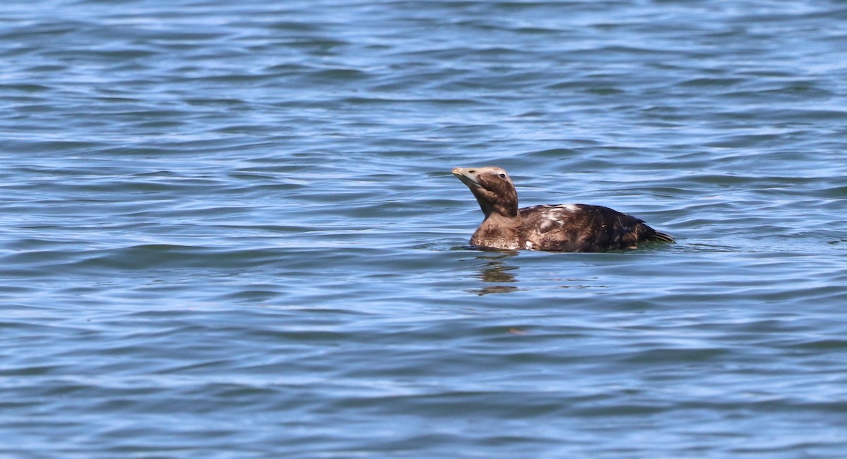 Common Eider - David Santamaría Urbano