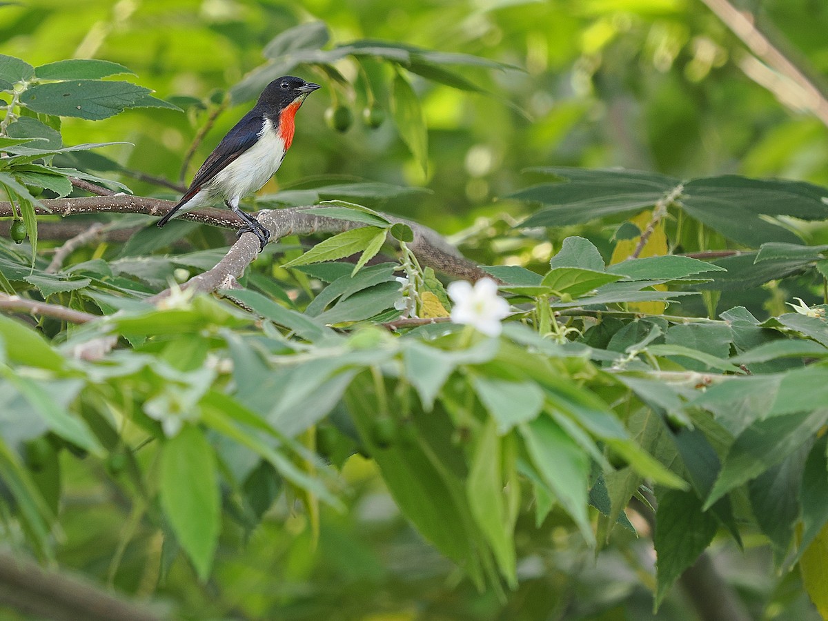 Red-chested Flowerpecker - ML624022926