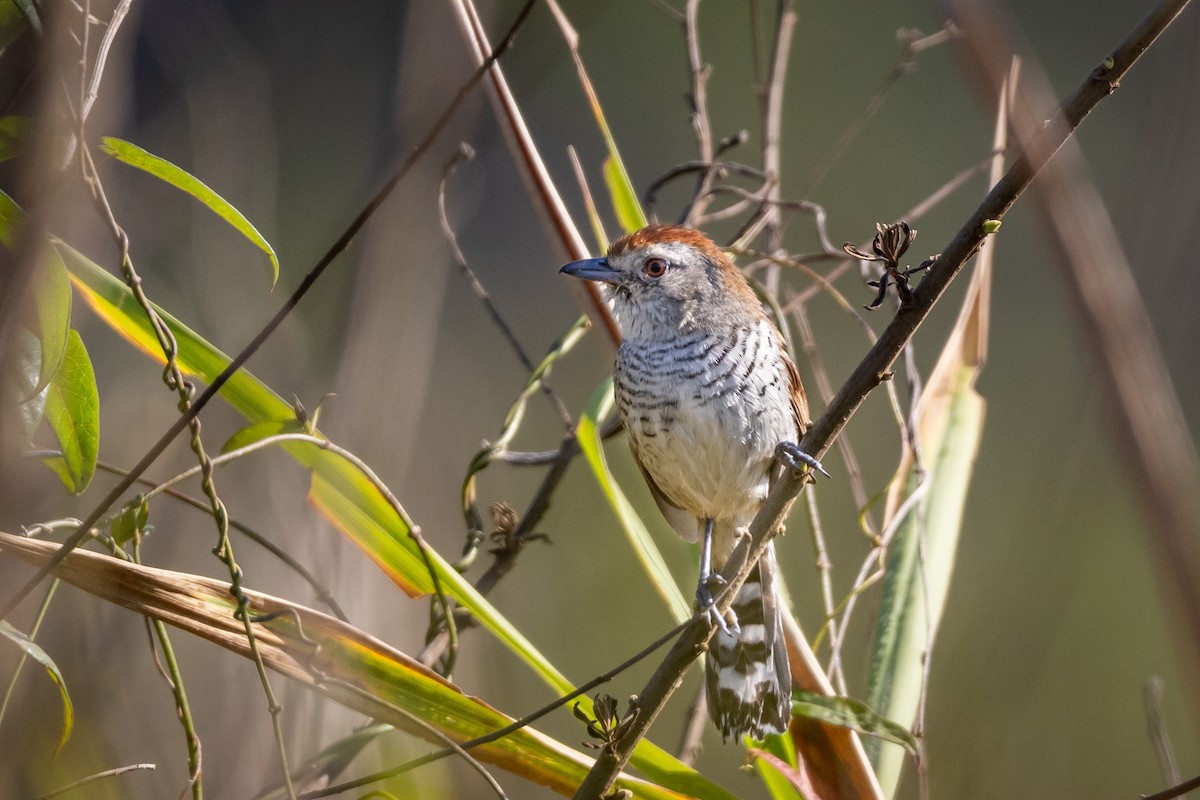 Rufous-capped Antshrike - ML624022942