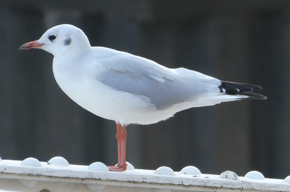 Black-headed Gull - ML624022949