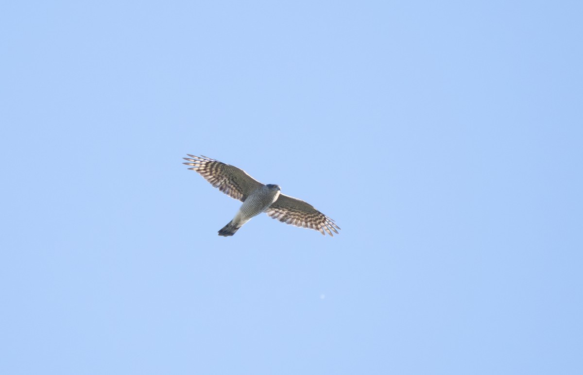 Eurasian Sparrowhawk - ML624022967