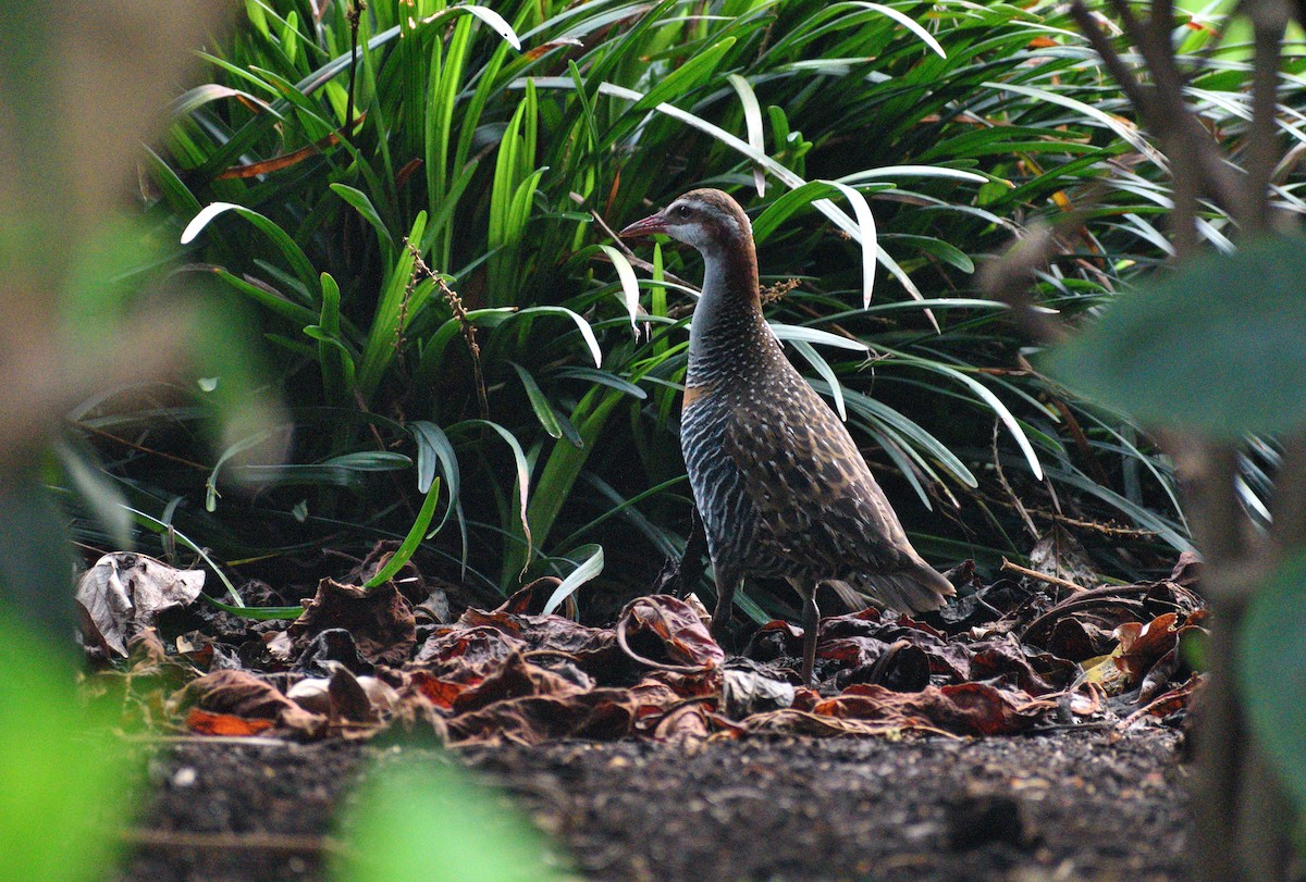 Buff-banded Rail - ML624022969