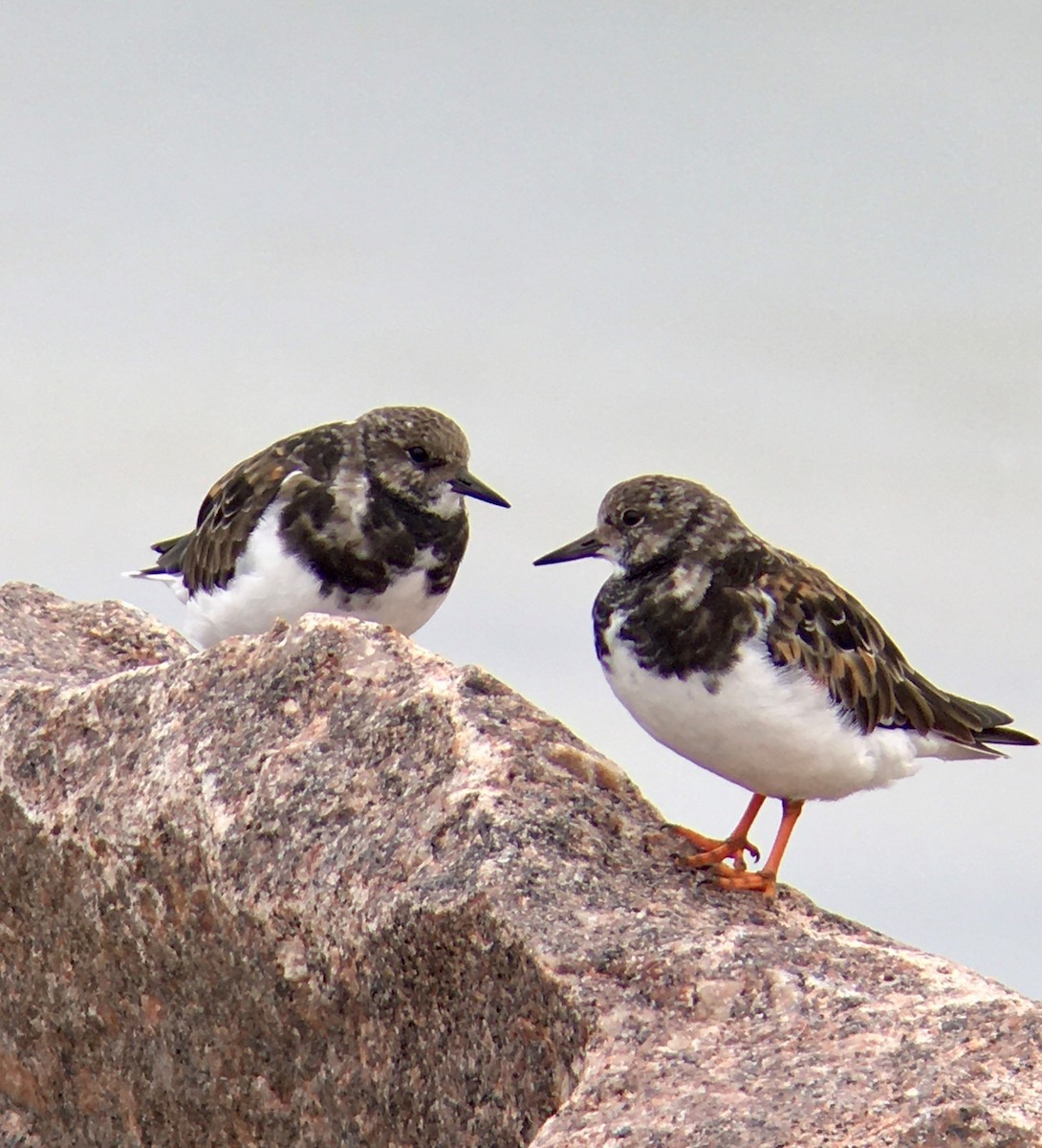 Ruddy Turnstone - ML624022975