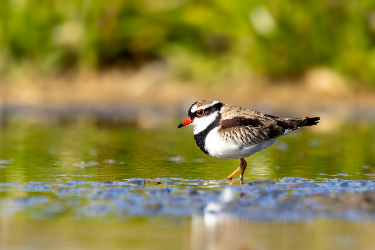 Black-fronted Dotterel - Joel Poyitt