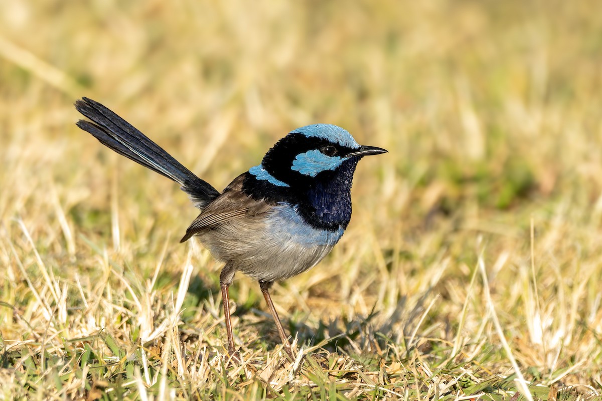 Superb Fairywren - ML624023005