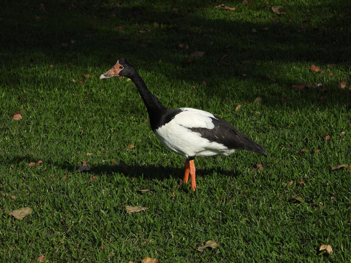 Magpie Goose - ML624023012