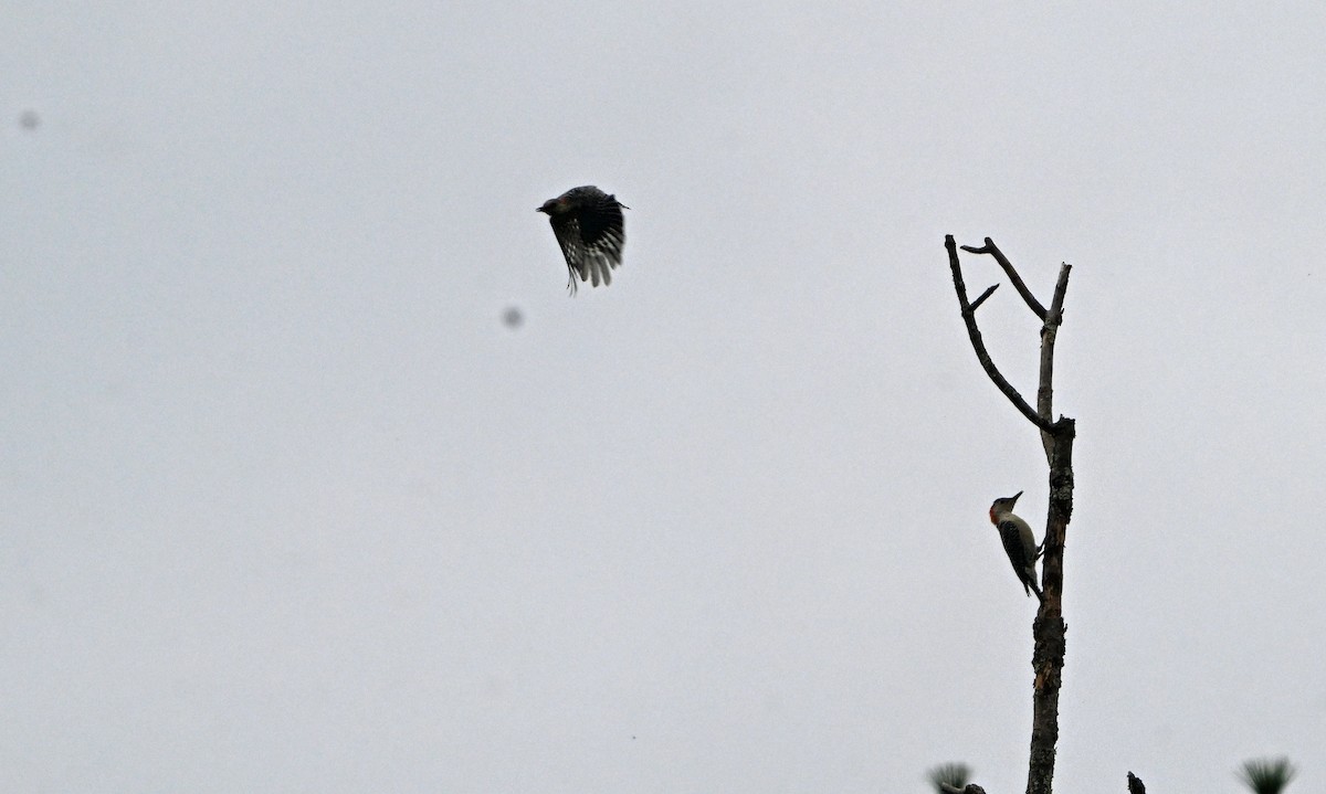 Red-bellied Woodpecker - ML624023014