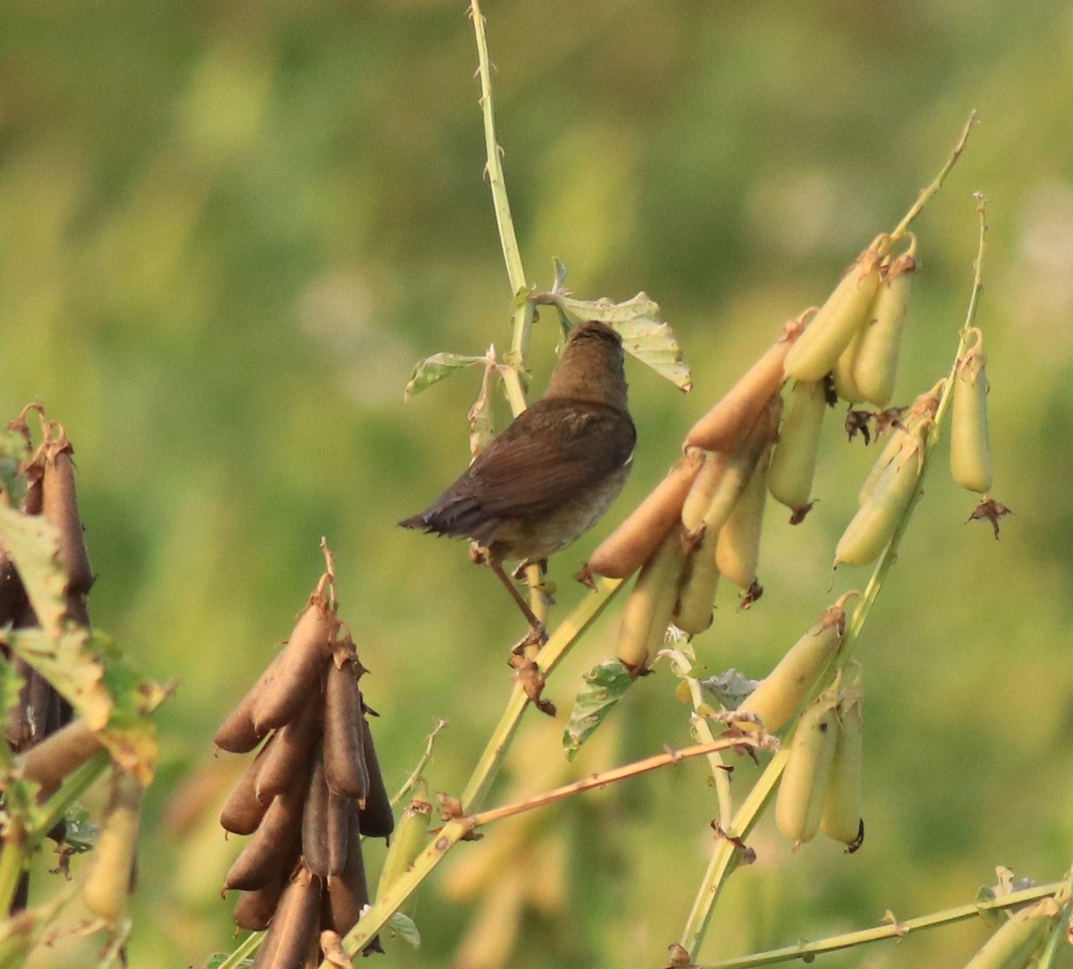 Blyth's Reed Warbler - Afsar Nayakkan