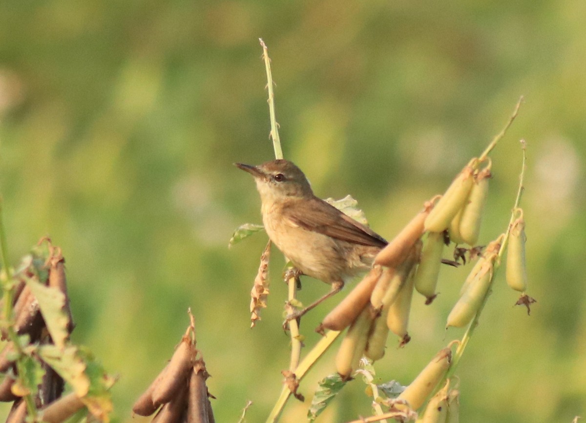 Blyth's Reed Warbler - Afsar Nayakkan