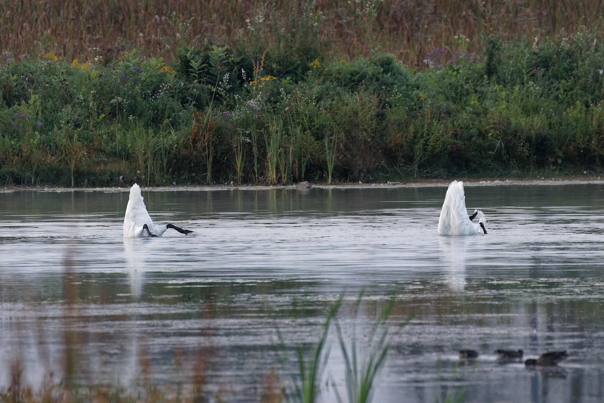 Trumpeter Swan - ML624023032