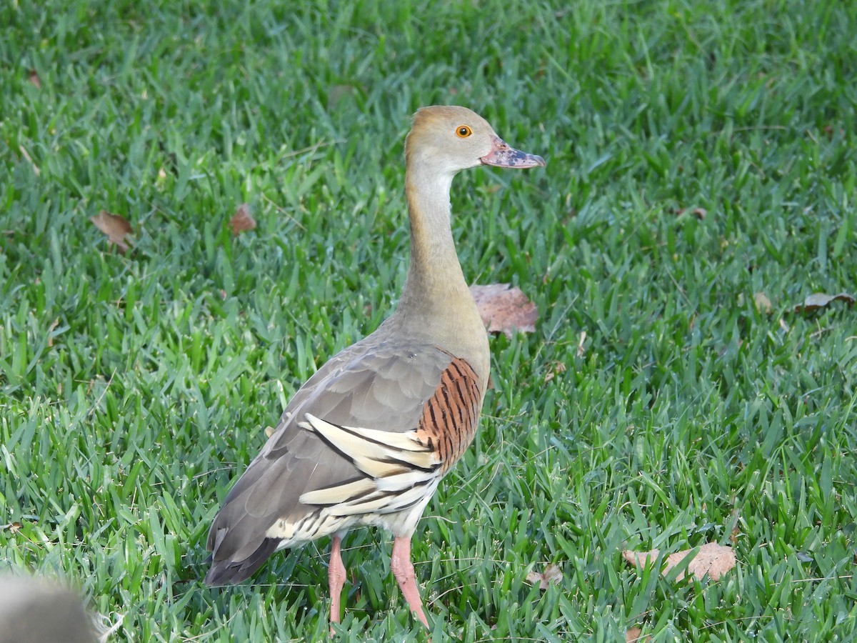 Plumed Whistling-Duck - ML624023033