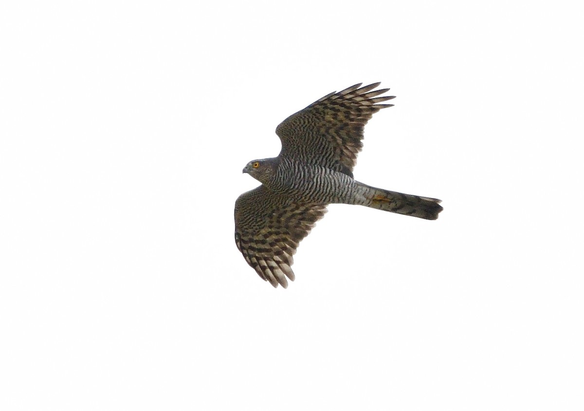 Eurasian Sparrowhawk - ML624023037