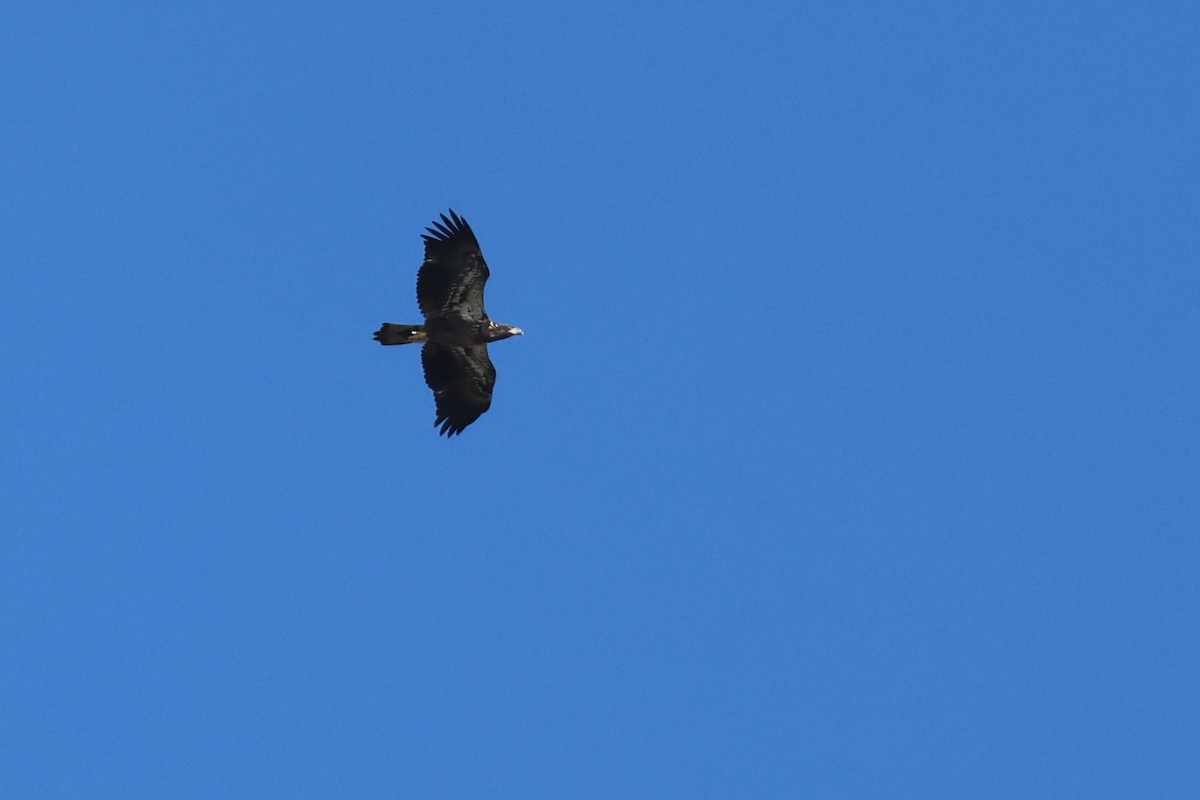 Bald Eagle - Paul Gorday