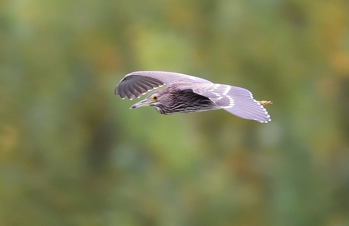 Black-crowned Night Heron - ML624023040