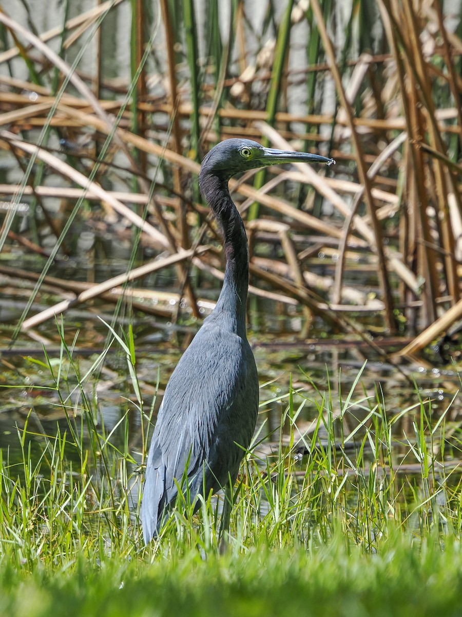 Little Blue Heron - Cinnamon Bergeron