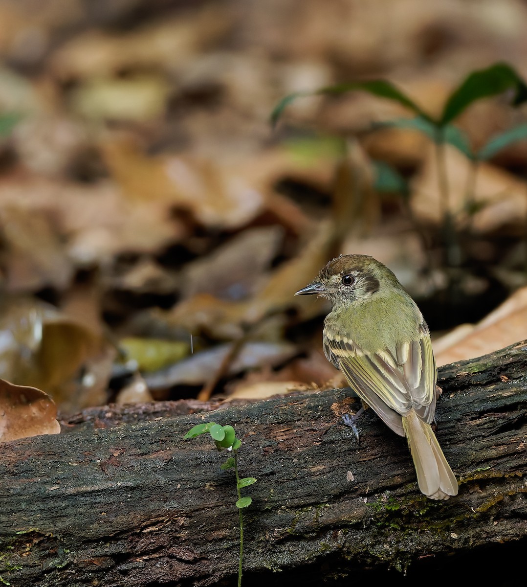 Sepia-capped Flycatcher - ML624023072