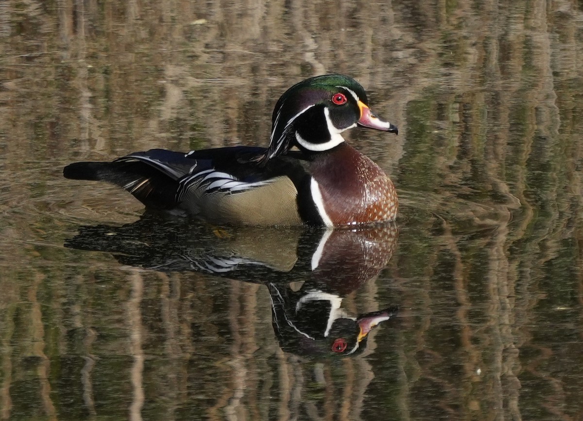 kachnička karolínská - ML624023079