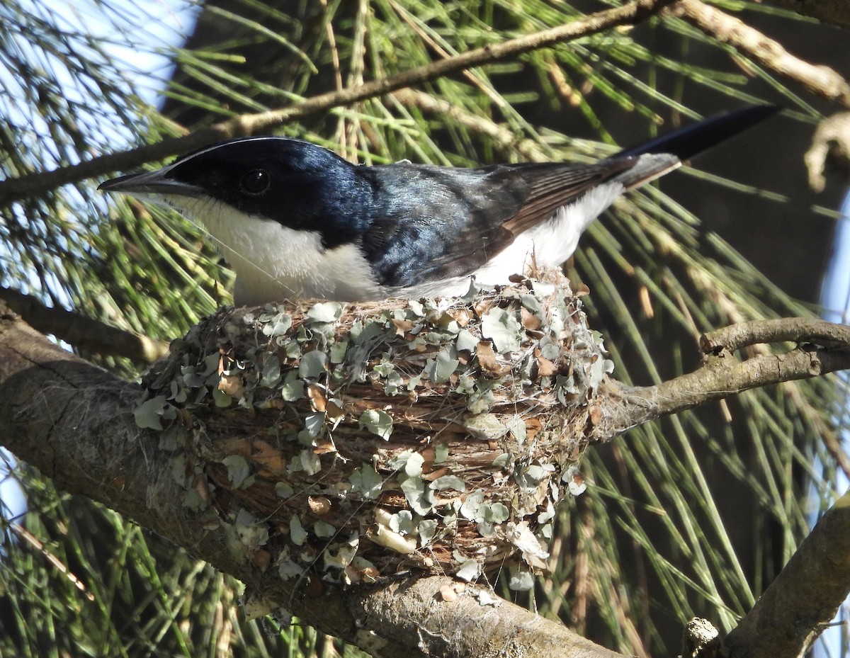 Leaden Flycatcher - ML624023086