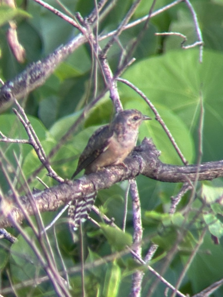 Plaintive Cuckoo - ML624023092