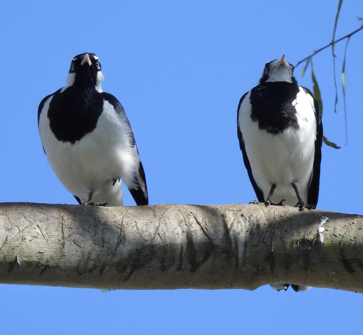 Magpie-lark - ML624023161