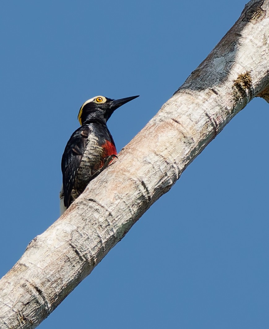 Yellow-tufted Woodpecker - ML624023165