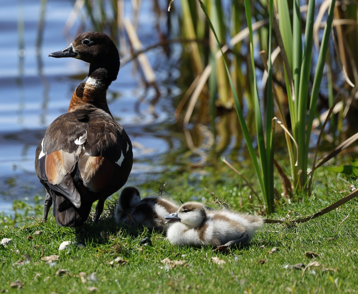 Australian Shelduck - ML624023172